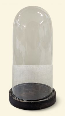 a glass clochet with a wooden base on a white background