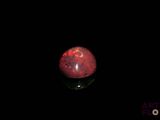 a close up of a red oplite in the dark