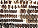 many different types of beetles on display in a display case