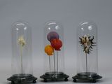 three glass cloches with different types of shells inside of them