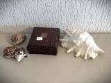 des coquillages et une boîte posée sur une table près d'un mur