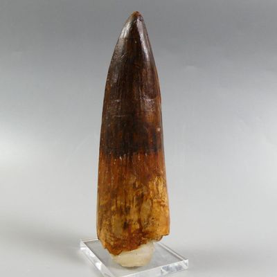 Fossiles de collection. Importante dent de Spinosaure avec s… - Photo 1