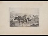 drawing of two cows standing in a field with a man in the background