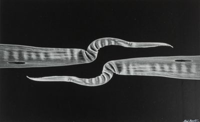 René BASSET (1919-2021) Parallèlement… ou presque ! 1988