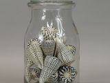 a glass jar filled with sea shells on a table