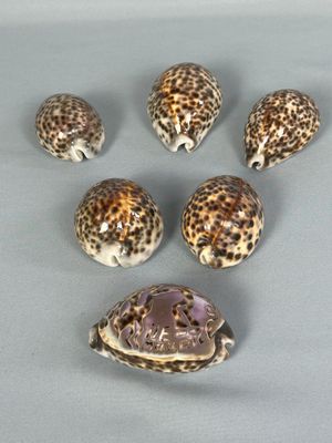 six petits coquillages sont disposés en cercle sur une surface grise