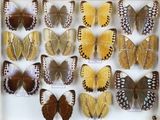 de nombreux types de papillons différents présentés dans une vitrine