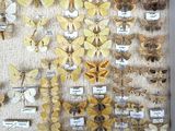many different types of moths displayed in a box