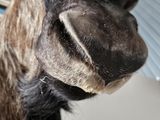 an image of a close up of a horse ' s face