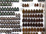 many different types of beetles on display in a display case