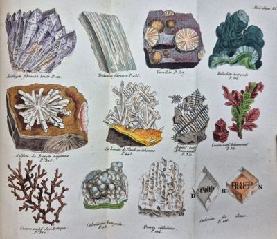 many different types of corals in this book