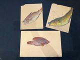 three cards with different fish on them on a table