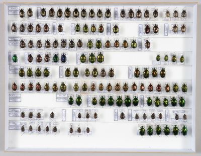 de nombreux coléoptères exposés dans un cadre blanc