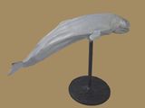 statue d'un dauphin blanc posée sur un socle noir, sur un fond marron