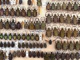a lot of beetles that are hanging on the wall
