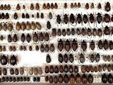 a lot of beetles on display in a display case