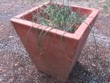 une plante qui pousse dans un pot posé à même le sol