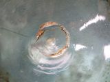 an image of a close up of a fish in a bowl