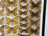 a picture of a display of butterflies in a black frame