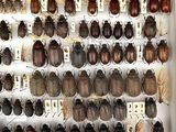 a lot of beetles that are on display in a case