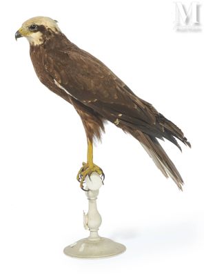 un oiseau perché sur un socle, sur fond blanc