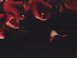 some red calla lils are in a vase on a table