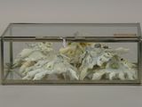 a glass box with a bunch of dead fish inside of it