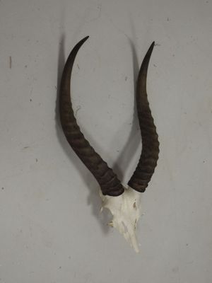 un crâne d'antilope aux longues cornes accroché au mur