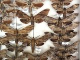 a lot of moths that are on display in a white box