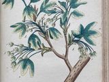 an old picture of a plant with leaves and flowers on it