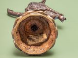 bronze figurine of a turtle on a branch with a green background