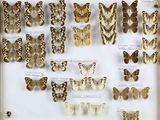de nombreux types de papillons différents présentés dans une vitrine