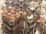 many different types of moths on display in a box