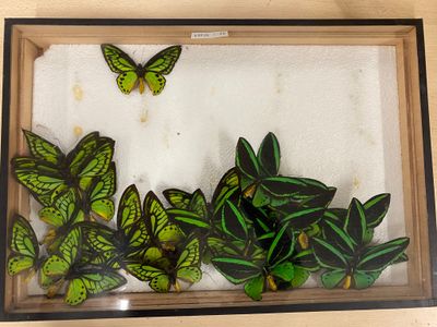 a picture of a picture of a butterfly in a frame