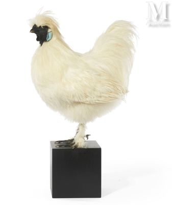 a white chicken that is standing on top of a black box