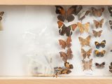 many butterflies in a wooden frame on display