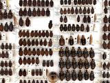 a lot of bugs that are on display on the wall