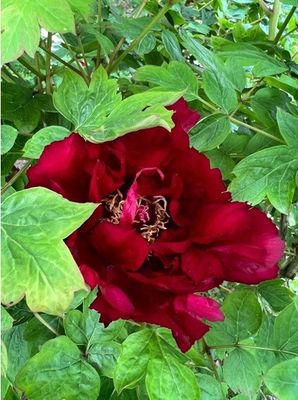une grande fleur rouge qui pousse dans un buisson