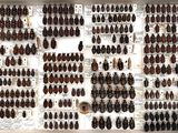 a lot of bugs that are on display on the wall