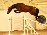 a horse that is jumping over an obstacle