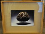 la photo d'une photo représentant un fruit, dans un cadre