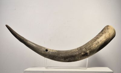une défense d'éléphant exposée dans un musée