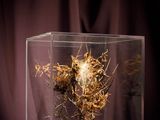 a glass box with a dried plant inside of it