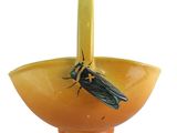 a yellow bowl with a bug on it and a black bug in it