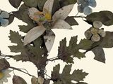 a picture of a bunch of flowers that are on a branch