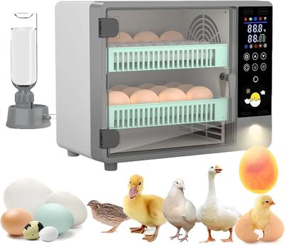 de nombreux types d'œufs différents dans un petit incubateur