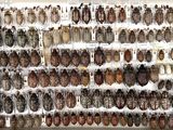 a lot of bugs that are on display in a box
