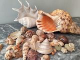beaucoup de coquillages sur une table, à côté d'un couteau
