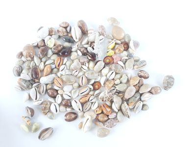 a pile of shells on a white surface