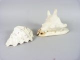two seashells sitting on a table with a white background